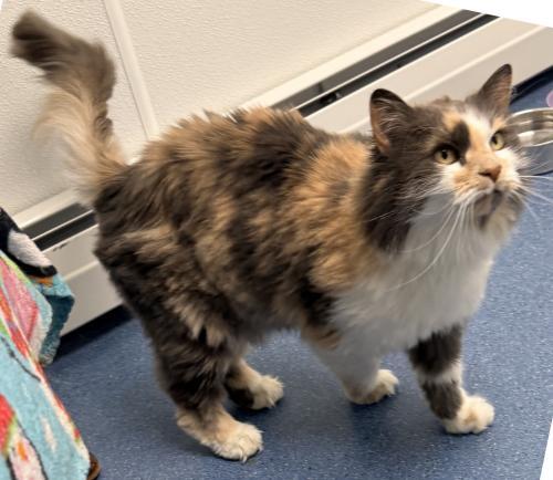 Savannah, Adoptable, Adult Female Domestic Long Hair.