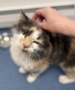 Enlarge Savannah, a Adoptable Domestic Long Hair in St. Johnsbury, VT image 2/3