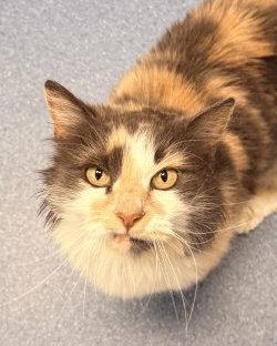 Enlarge Savannah, a Adoptable Domestic Long Hair in St. Johnsbury, VT image 3/3