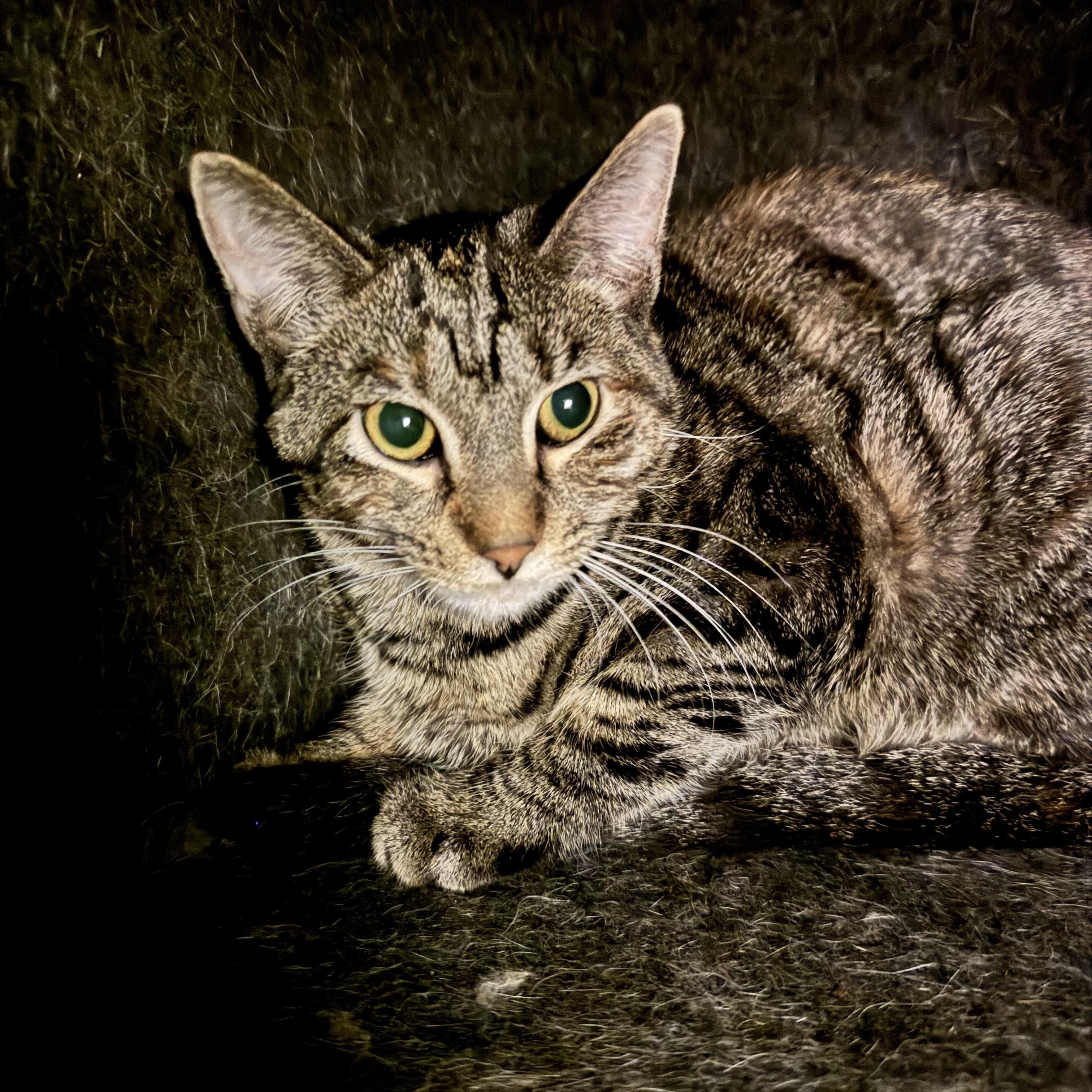 Sprinkle, ADOPTABLE, Adult Female Domestic Short Hair.