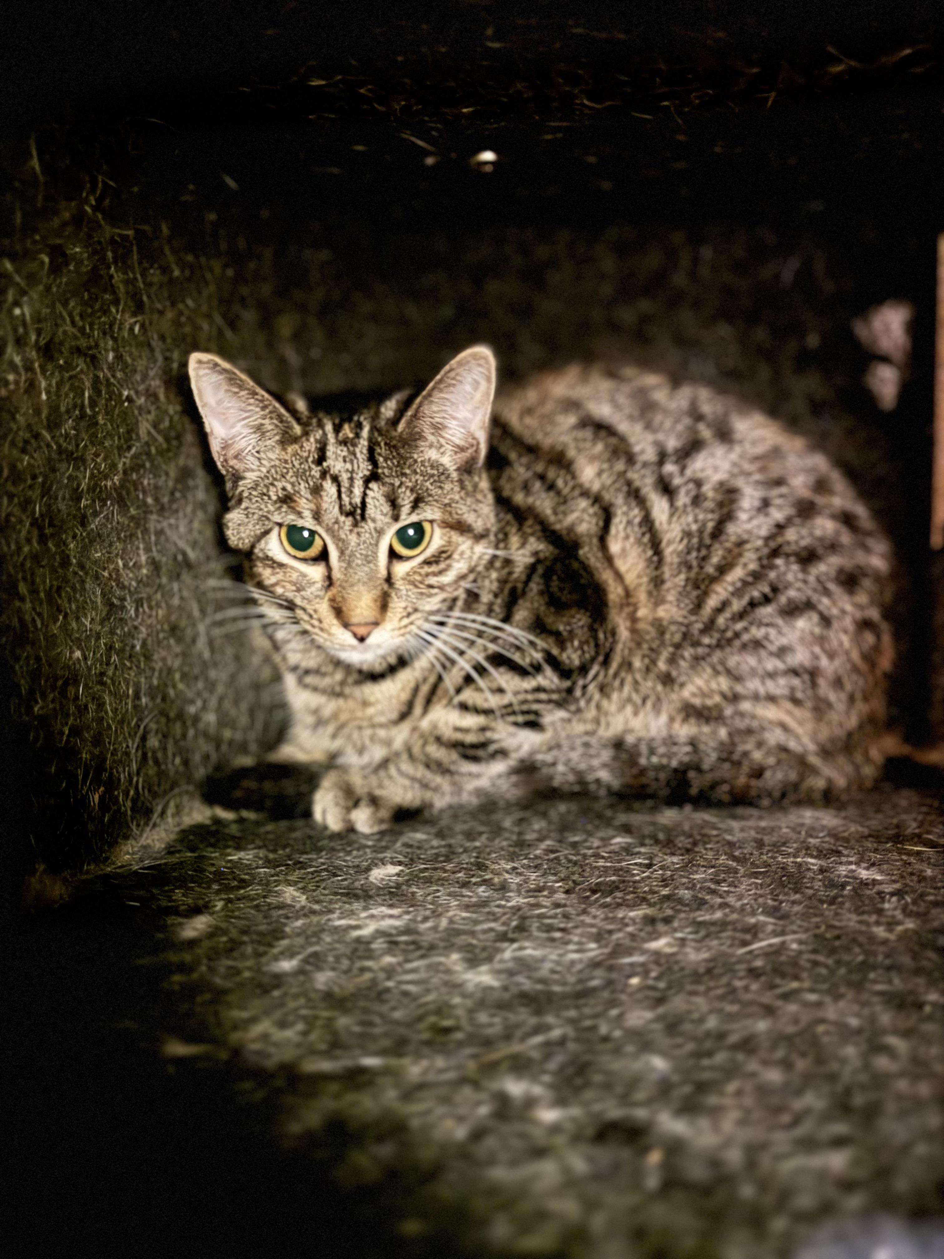 Sprinkle, a ADOPTABLE Domestic Short Hair in Dodgeville, WI image 2/3