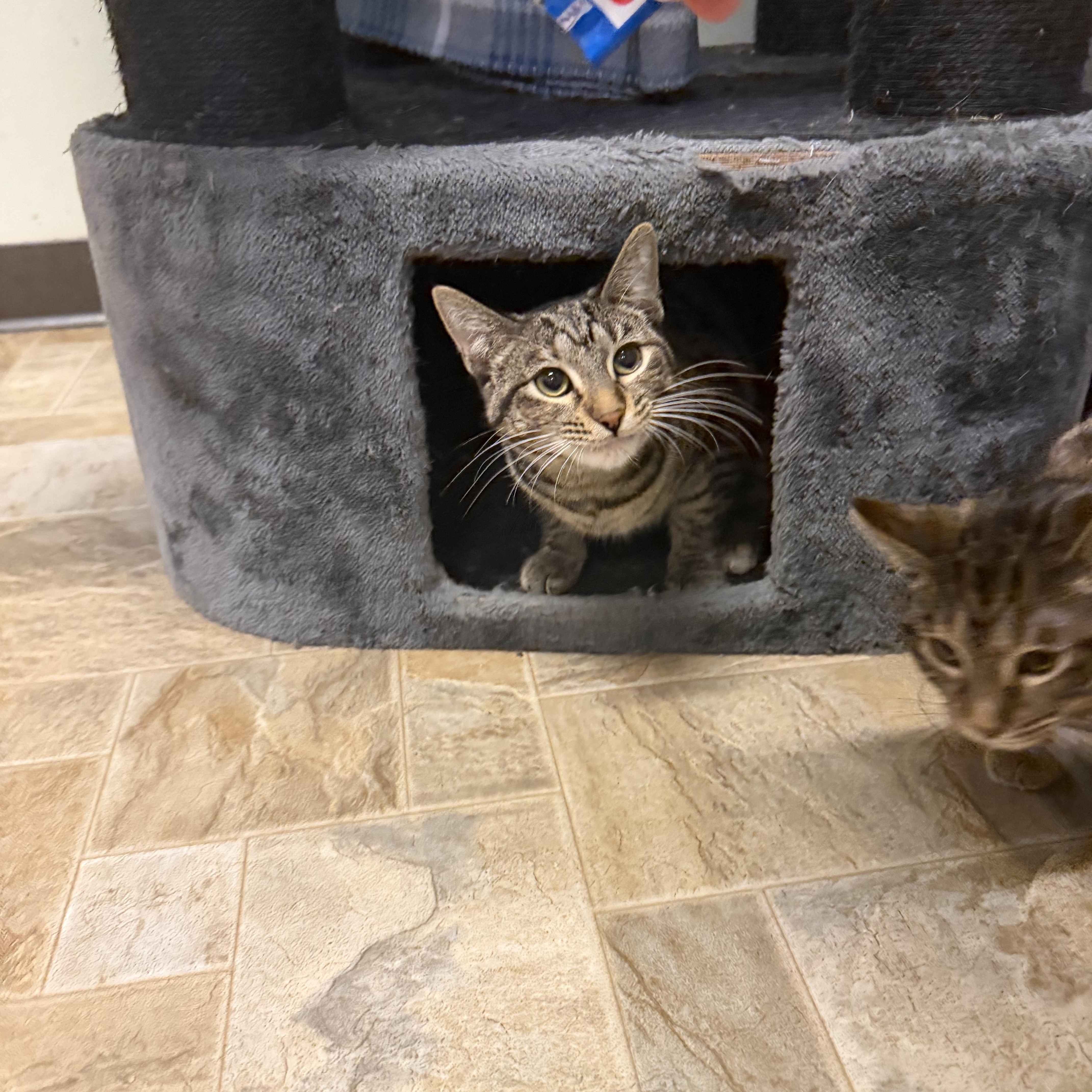 Sprinkle, a ADOPTABLE Domestic Short Hair in Dodgeville, WI image 3/3
