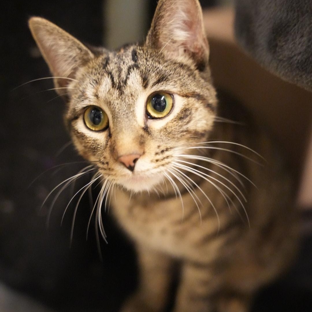 Sprinkle, ADOPTABLE, Adult Female Domestic Short Hair.
