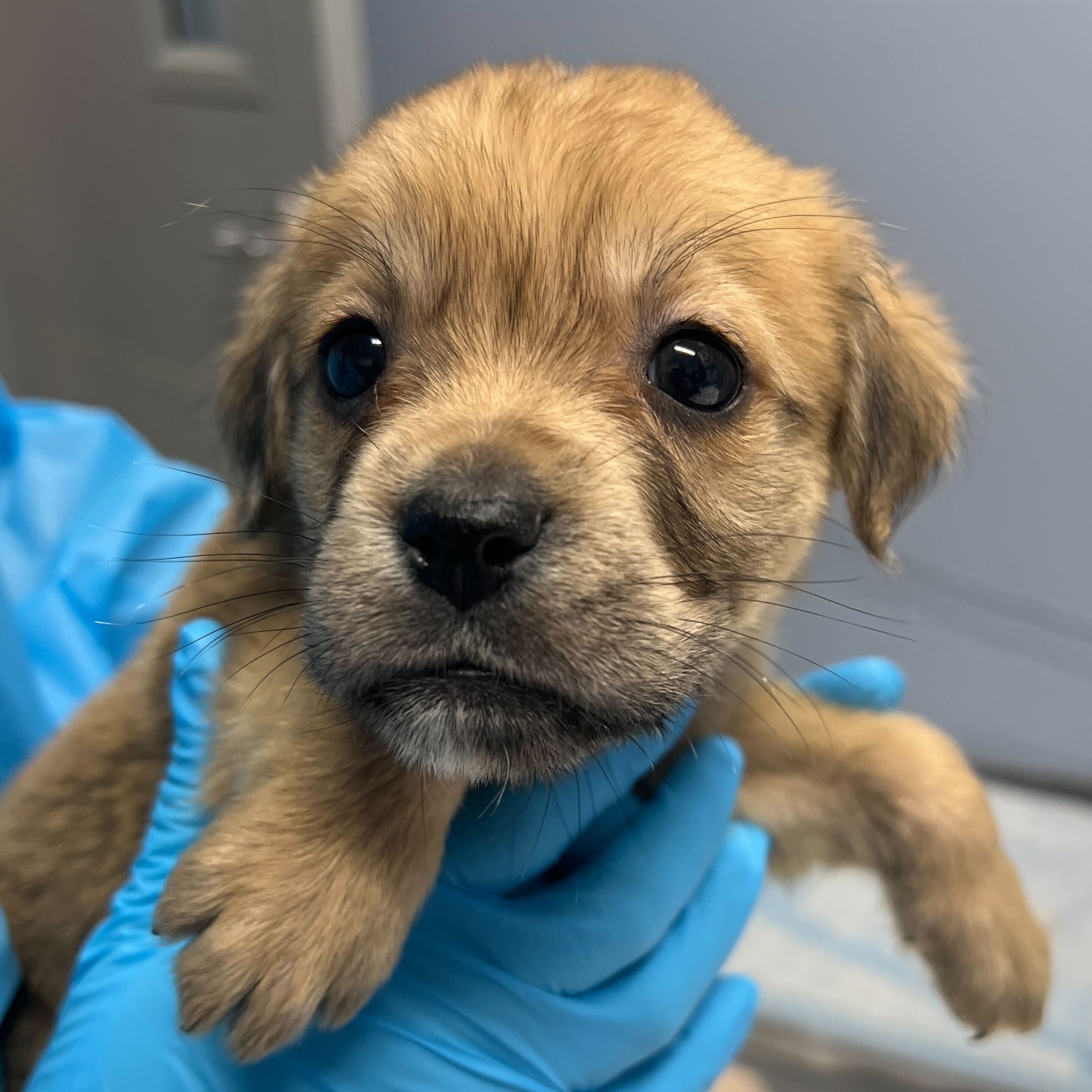 Dog for adoption Lorraine, a Mixed Breed in Canal Winchester, OH