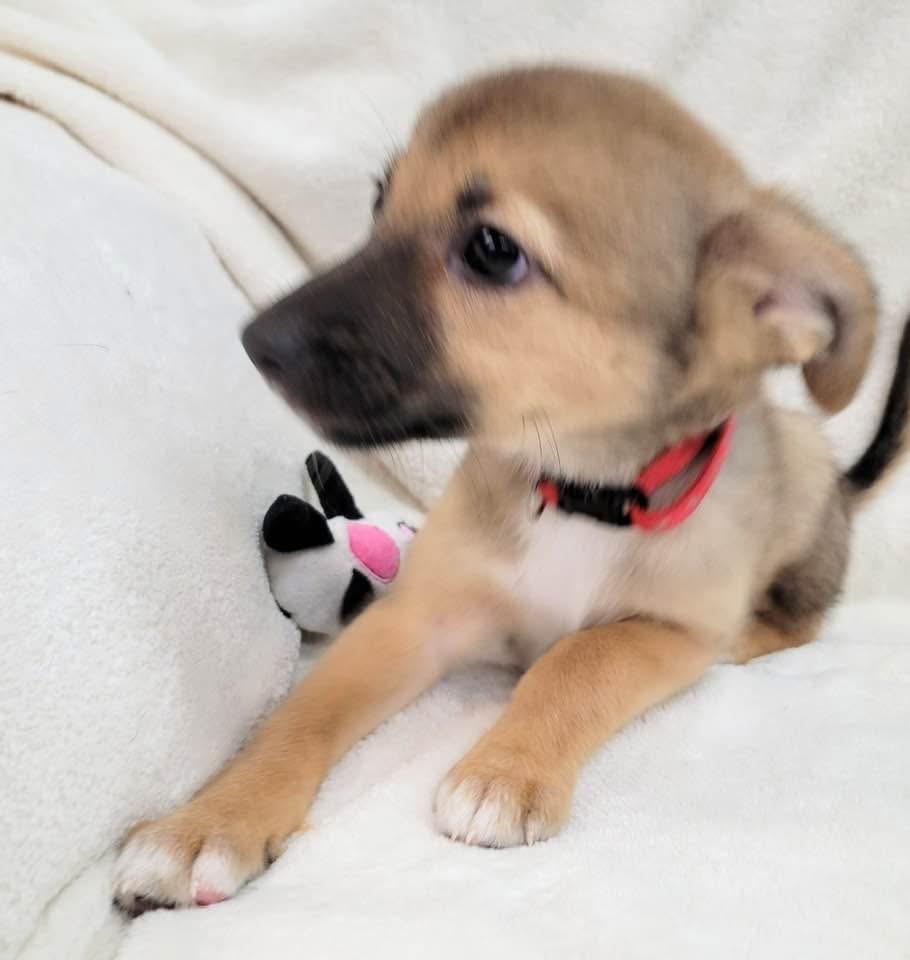 Princess, Baby Female Mixed Breed