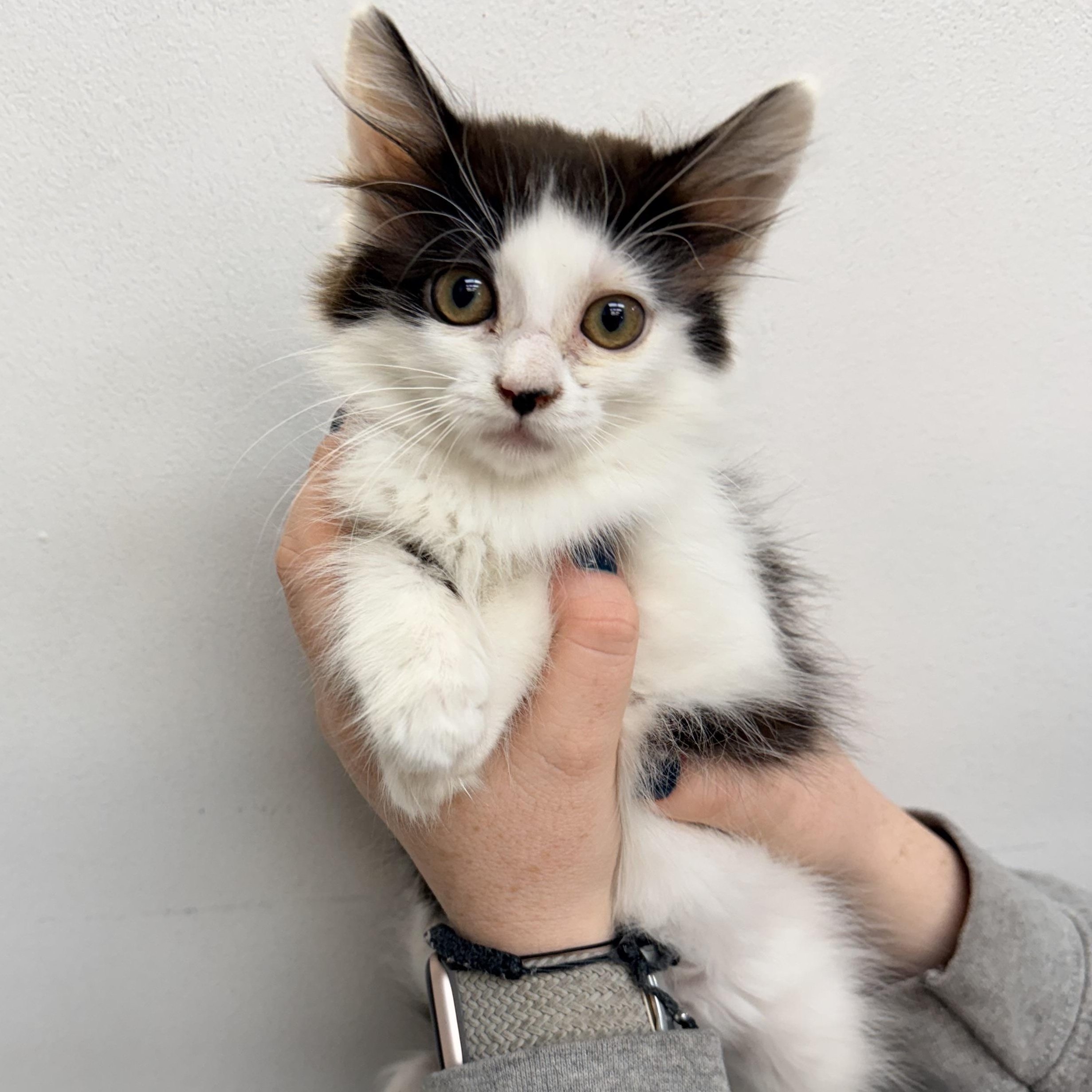 Squirrel, Adoptable, Kitten Female Domestic Medium Hair.