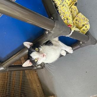 Sweet Tart, Adoptable, Adult Male Domestic Short Hair.