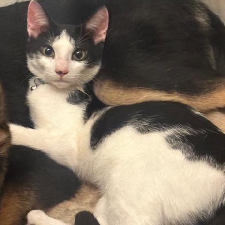 Sweet Tart, a Adoptable Domestic Short Hair in Enterprise, AL image 2/2