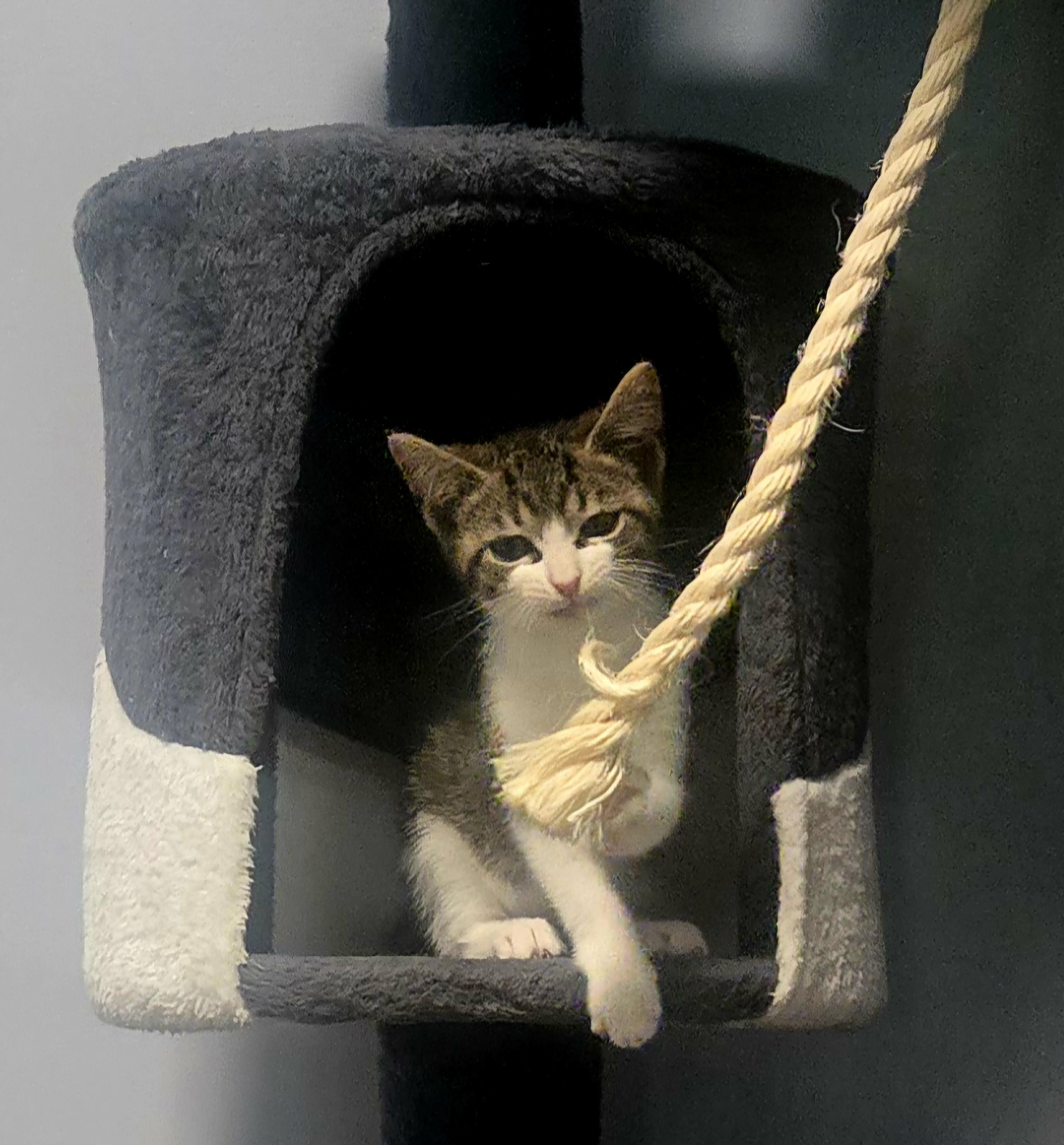 Enlarge Hallie, a Adoptable Domestic Short Hair in Boiling Springs, PA image 3/5