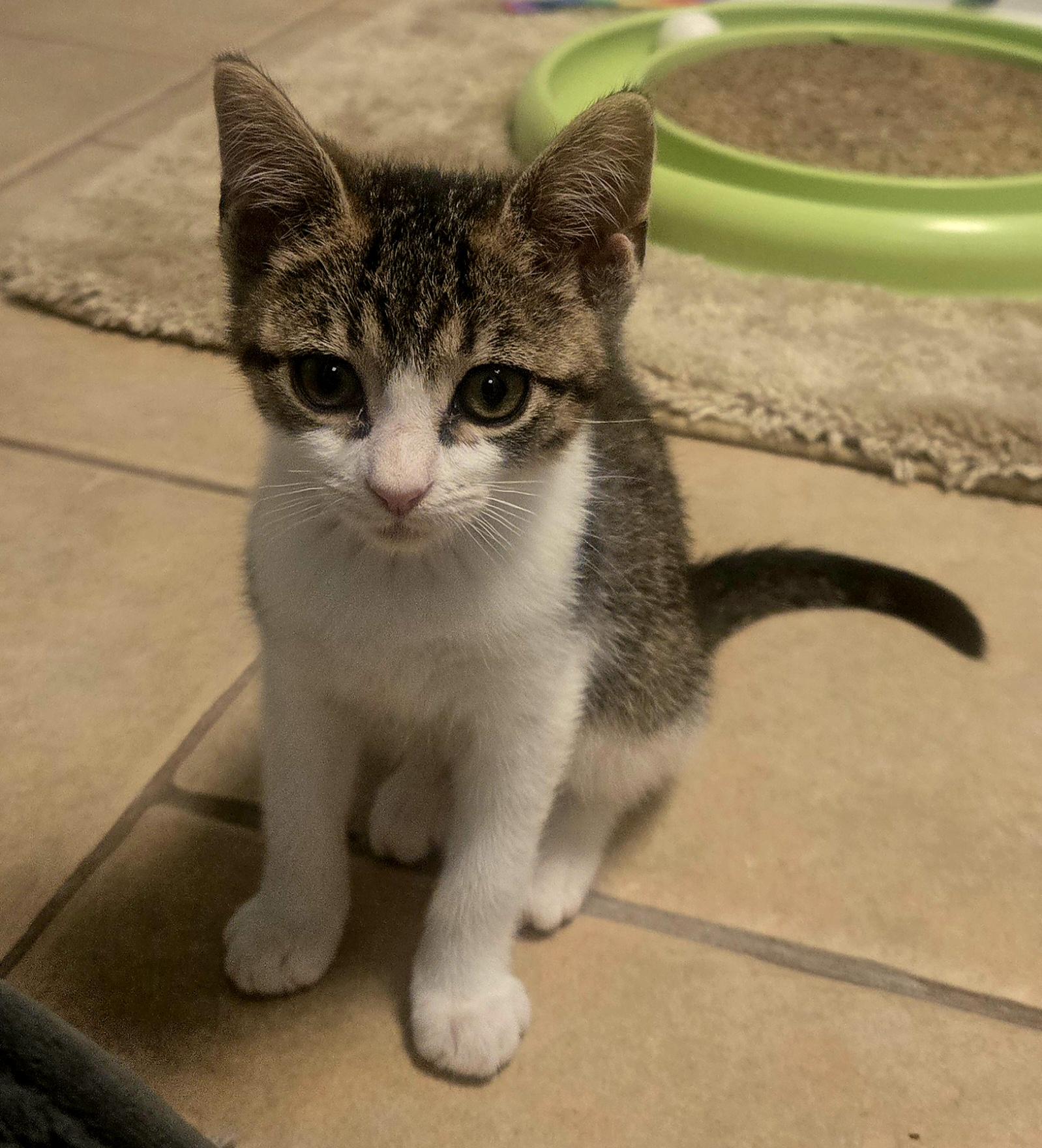Hallie, Adoptable, Kitten Female Domestic Short Hair.