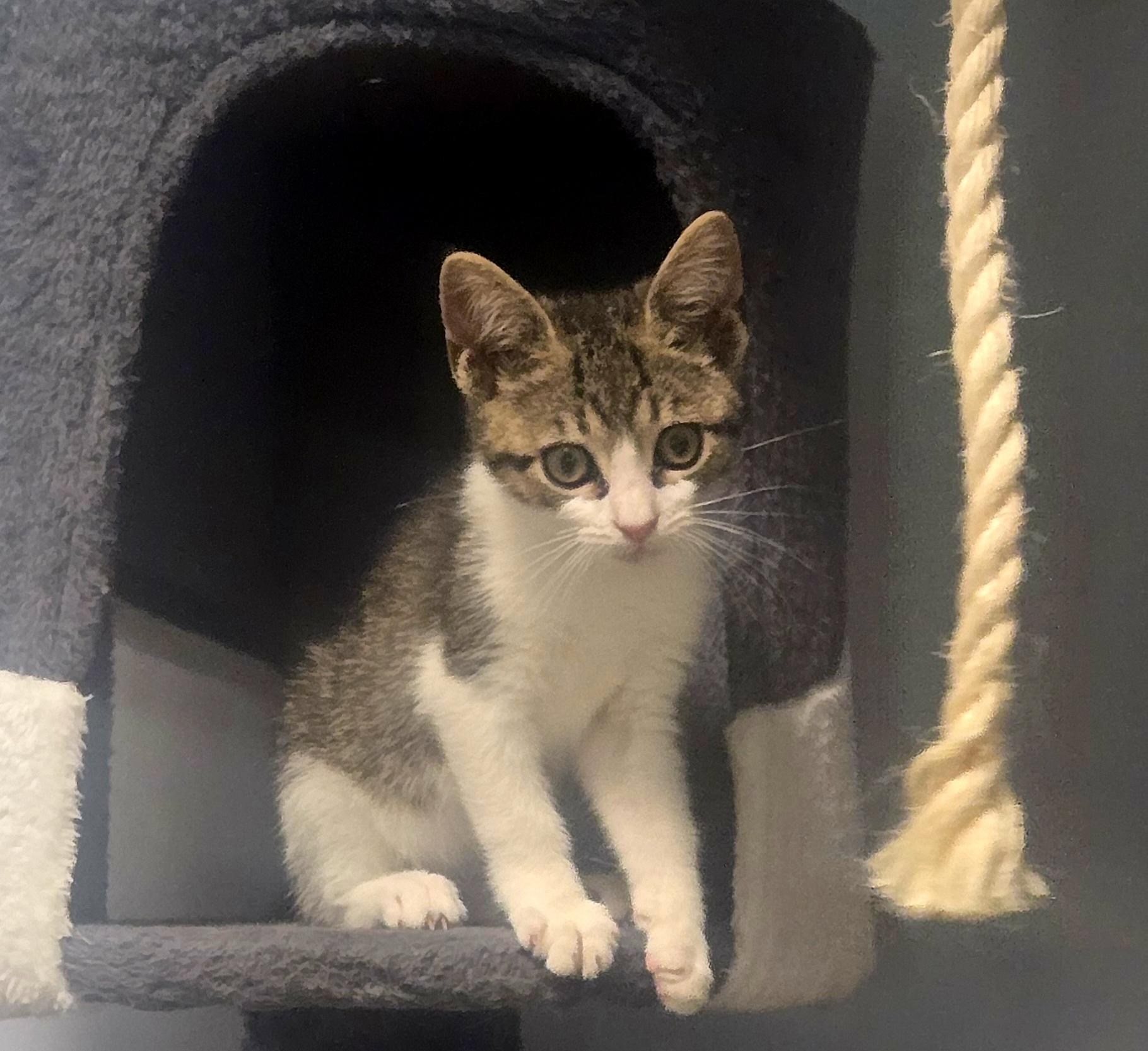 Enlarge Hallie, a Adoptable Domestic Short Hair in Boiling Springs, PA image 4/5