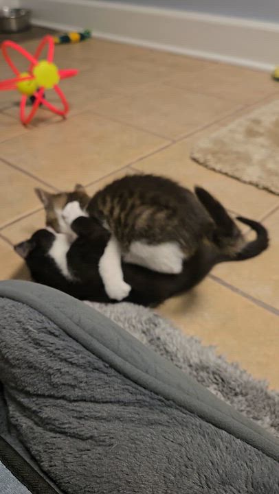 Enlarge Hallie, a Adoptable Domestic Short Hair in Boiling Springs, PA video 2/5