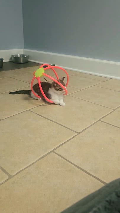 Enlarge Hallie, a Adoptable Domestic Short Hair in Boiling Springs, PA video 5/5