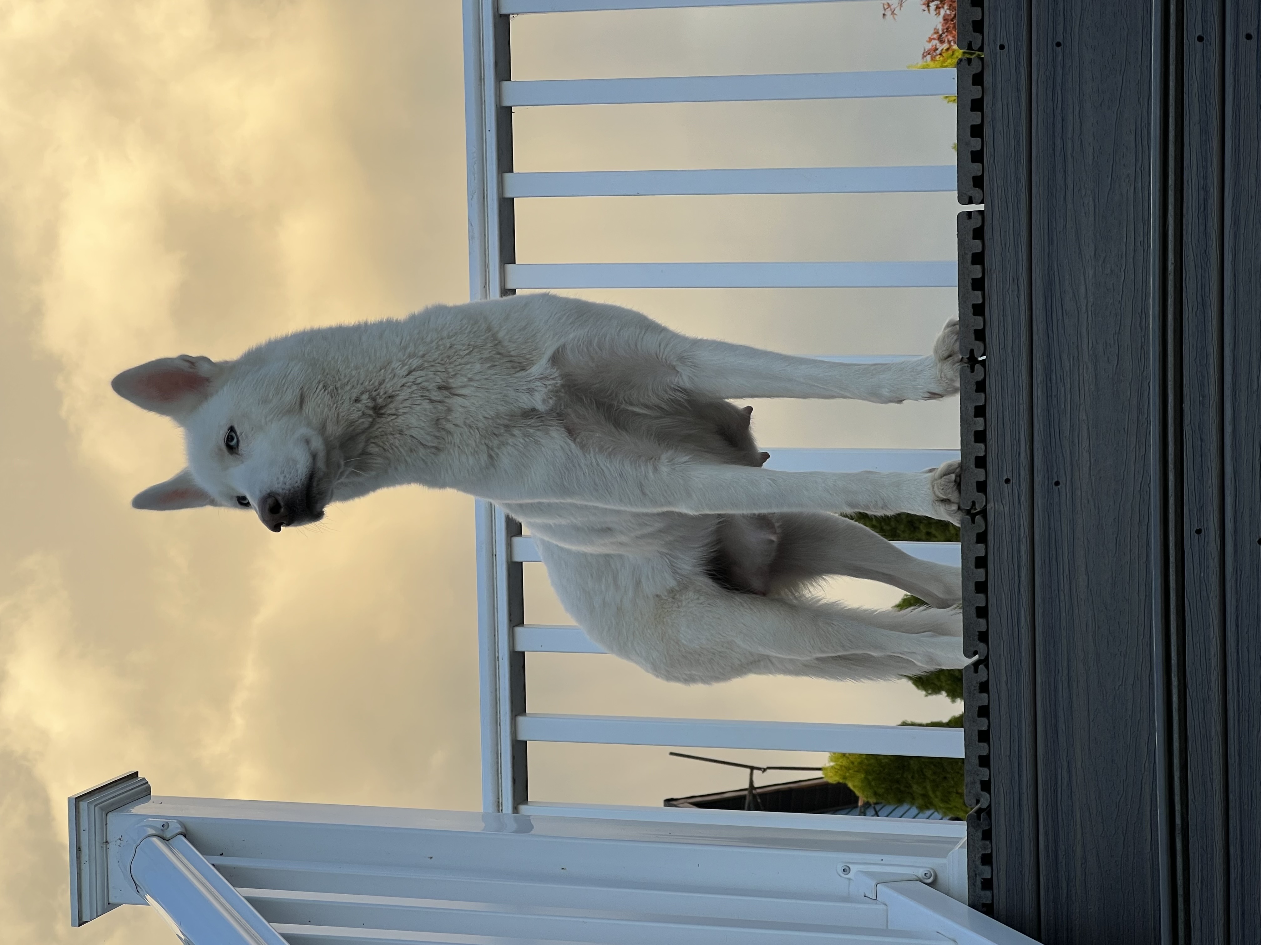 Dog for adoption Meeka, a Siberian Husky in York, PA Petfinder