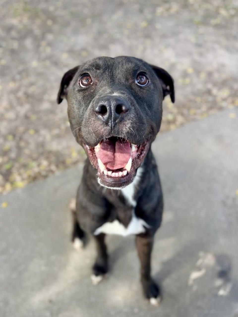 Enlarge Rhett ( super affectionate, house trained, crate trained, friendly), an adopted mixed breed in Rockford, IL image 2/6
