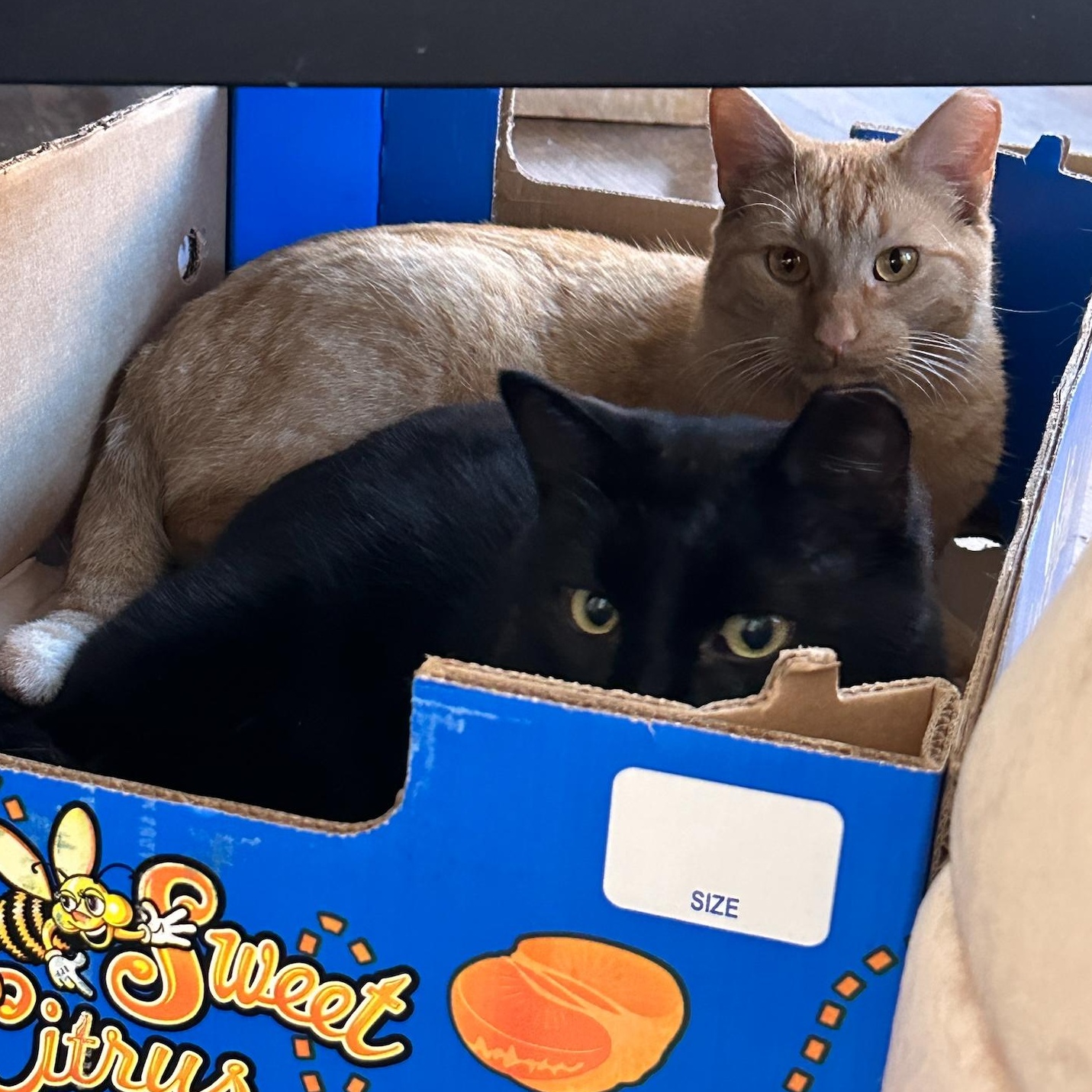 Bingbing & Heihei, bonded pair, Young Male Domestic Short Hair