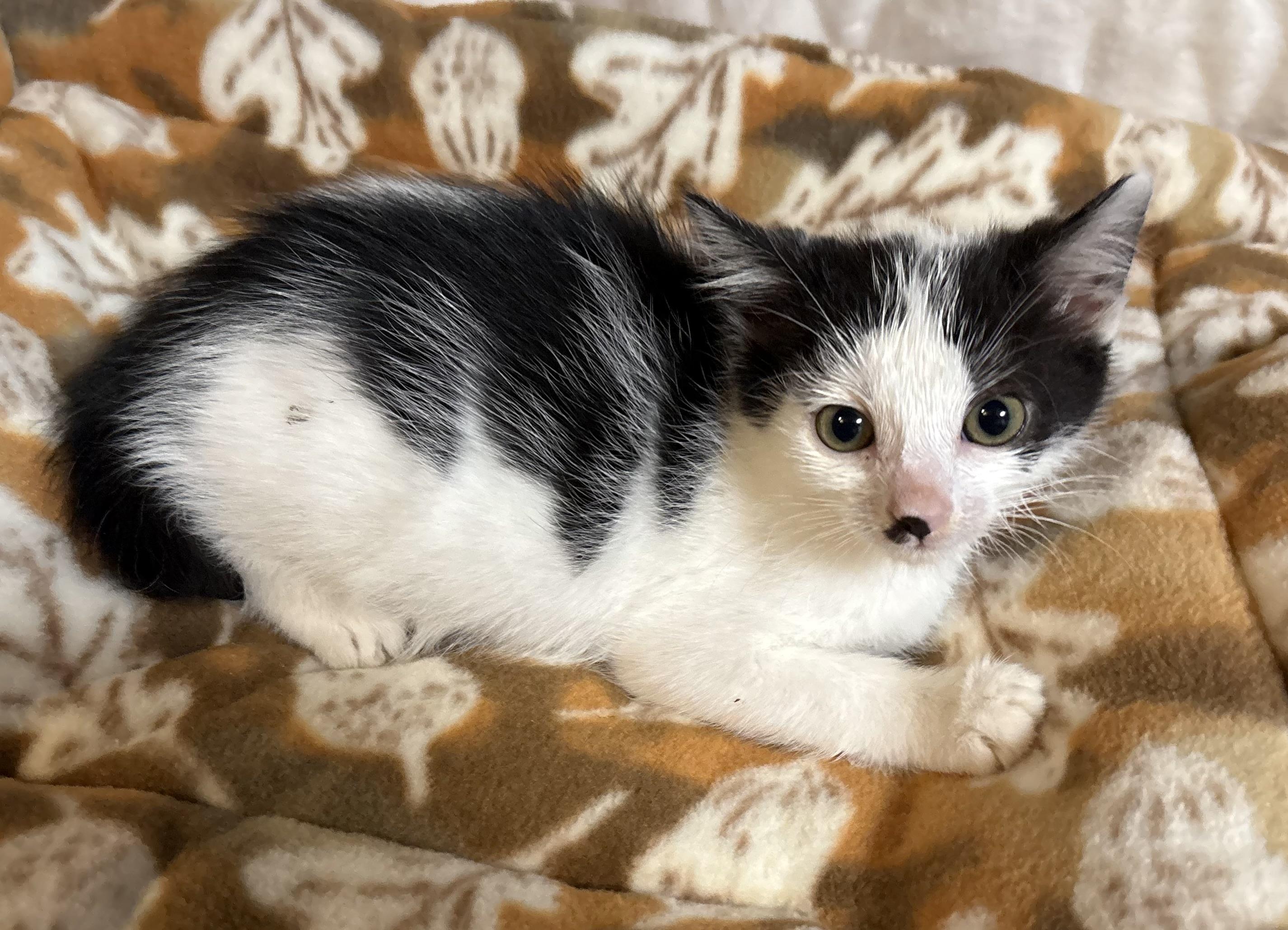 Enlarge Taylor , a Adoptable Domestic Short Hair in Seaford, NY image 4/4