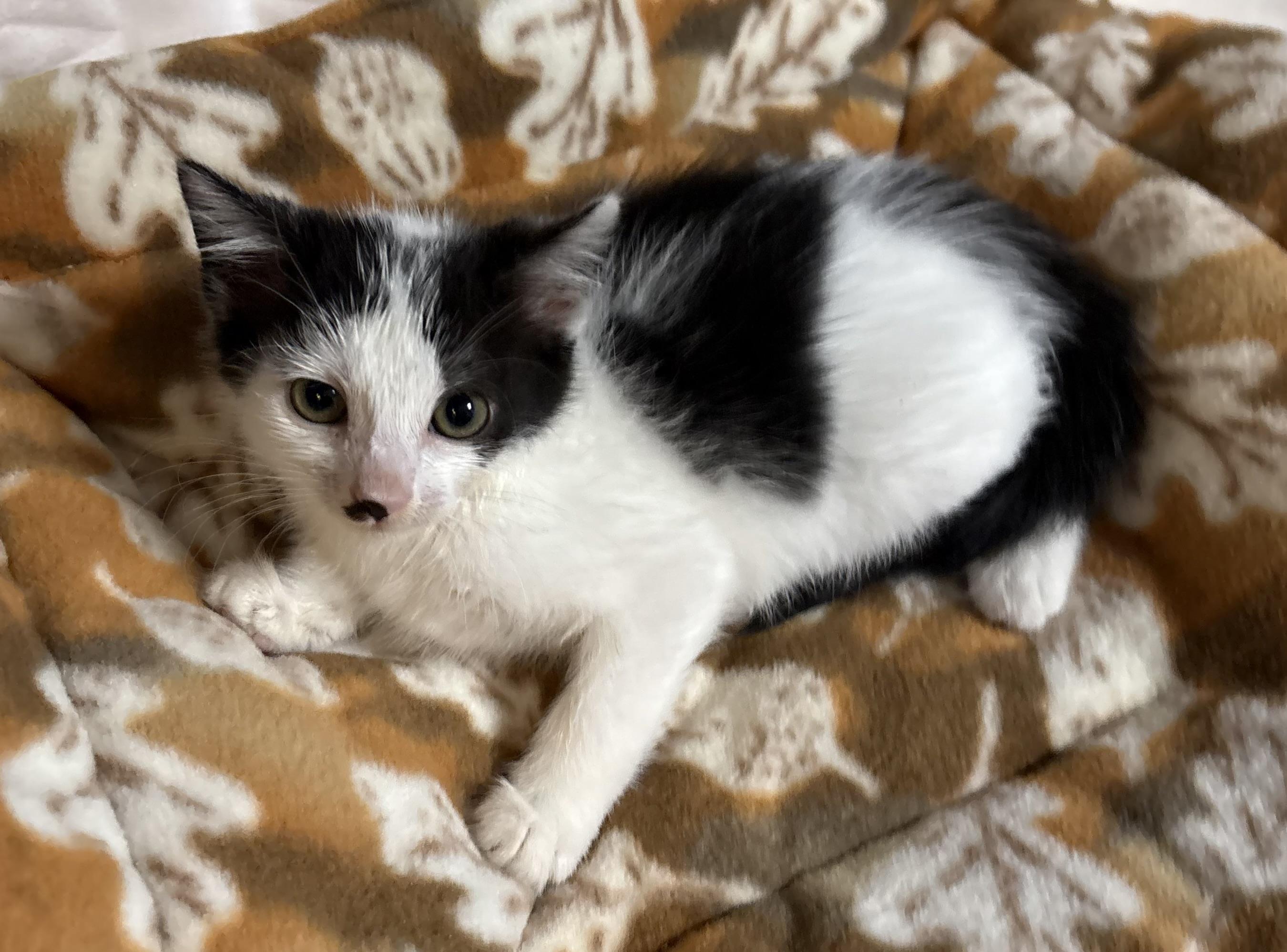 Enlarge Taylor , a Adoptable Domestic Short Hair in Seaford, NY image 3/4