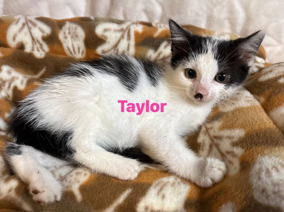 Enlarge Taylor , a Adoptable Domestic Short Hair in Seaford, NY image 1/4