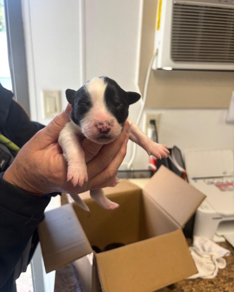 Phoenix, Adoptable, Puppy Male Border Collie & Mixed Breed.
