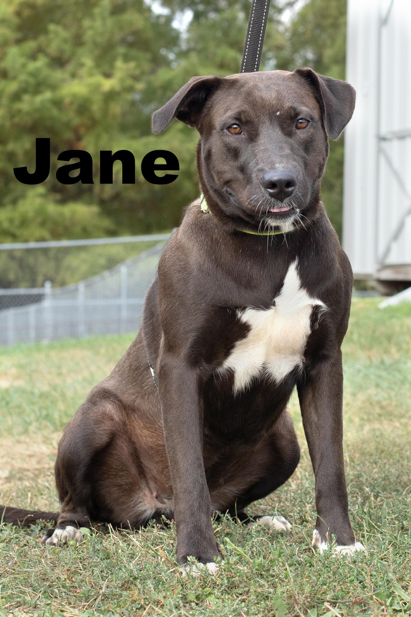 Enlarge Jane/June, a Adoptable Mixed Breed in Macomb, IL image 1/1