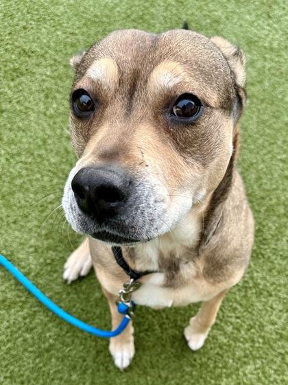 Enlarge Taquito, a Adoptable mixed breed in Wichita, KS image 1/3