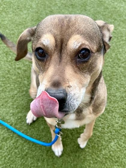 Enlarge Taquito, a Adoptable mixed breed in Wichita, KS image 2/3
