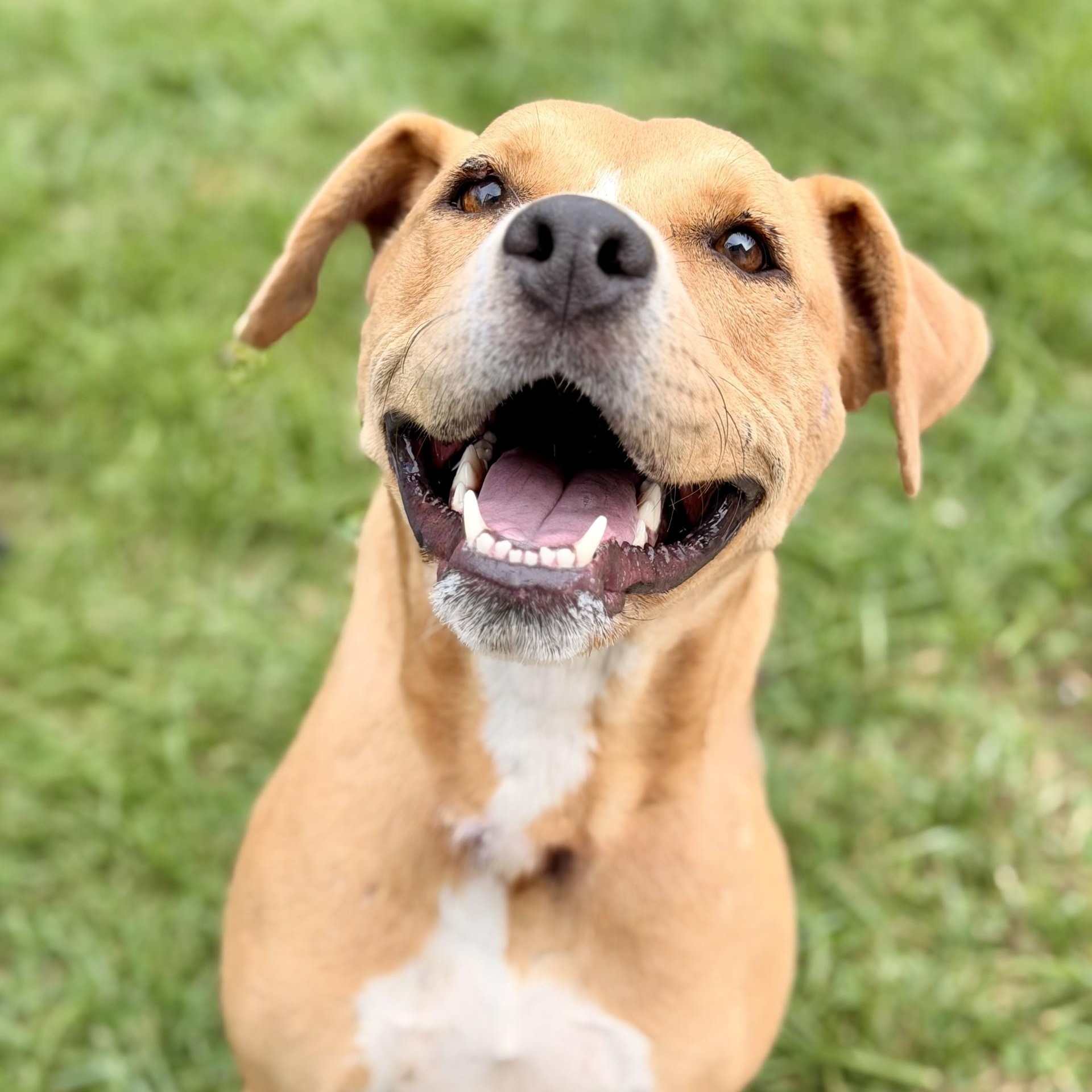 Enlarge Cookie, a Adoptable Pit Bull Terrier in Manahawkin, NJ image 2/3