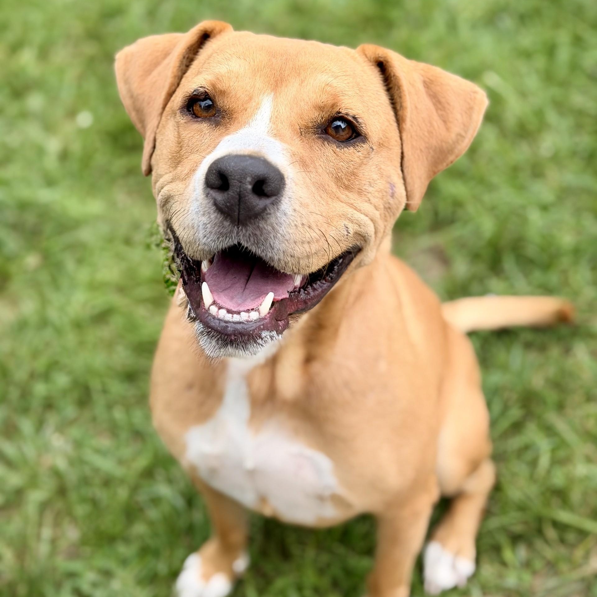 Enlarge Cookie, a Adoptable Pit Bull Terrier in Manahawkin, NJ image 3/3