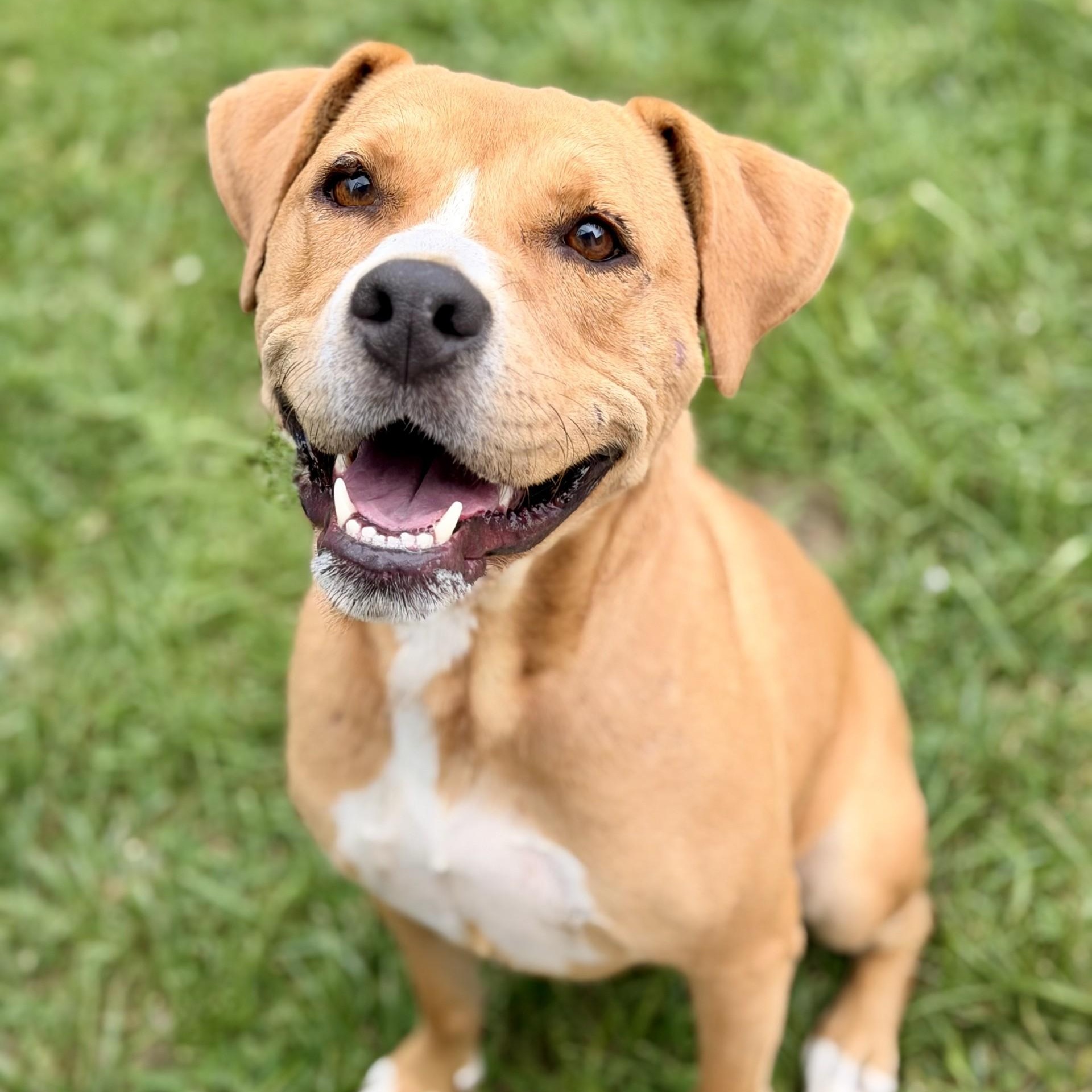 Cookie, Adoptable, Adult Female Pit Bull Terrier.