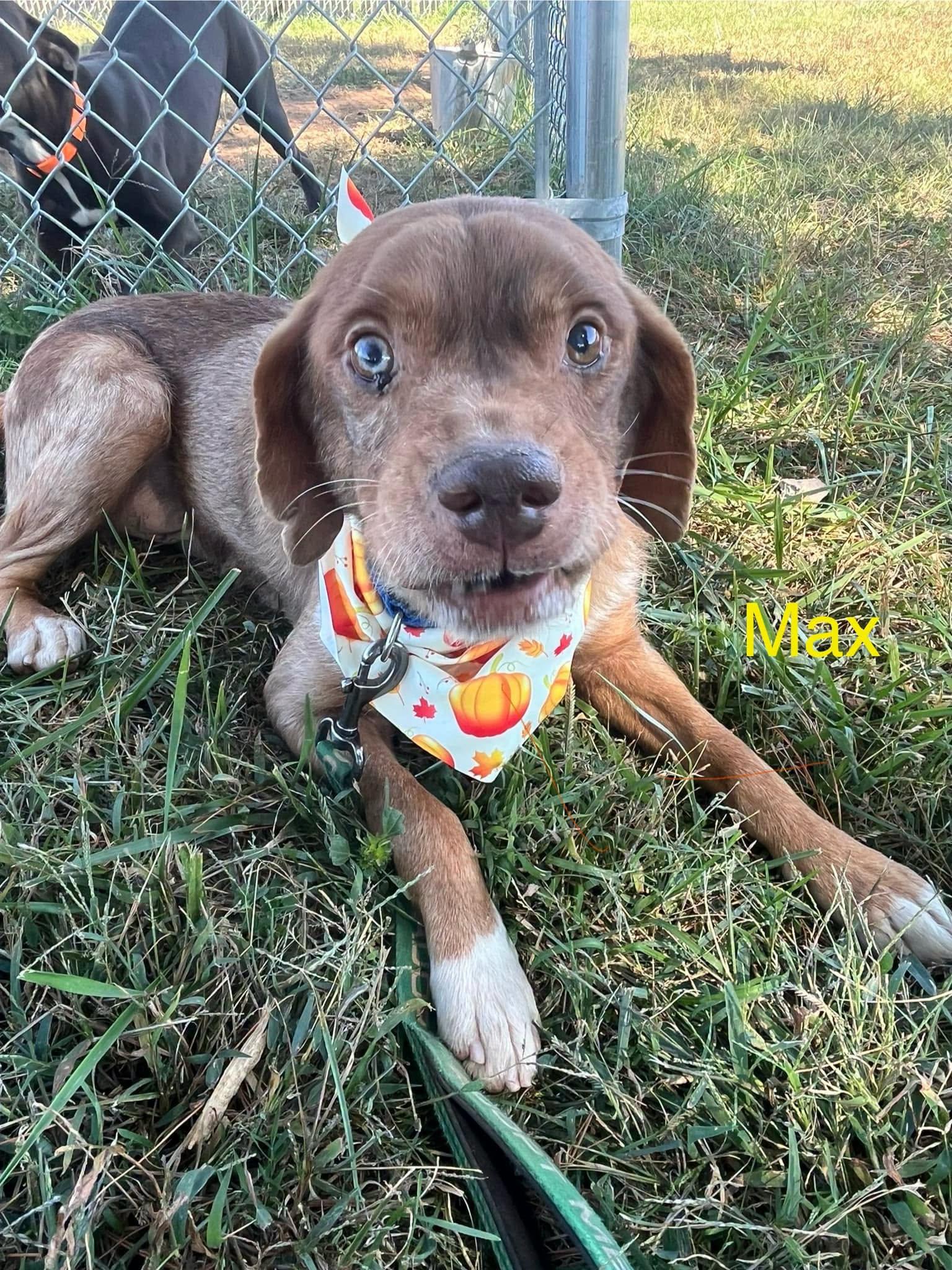 Max, Adoptable, Adult Male Mixed Breed.