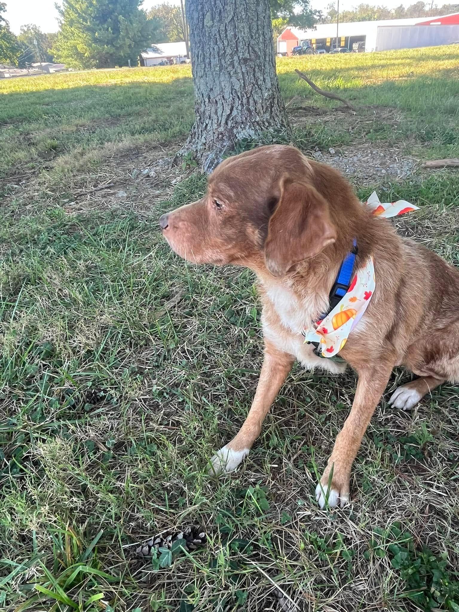 Enlarge Max, a Adoptable mixed breed in Harrodsburg, KY image 2/2