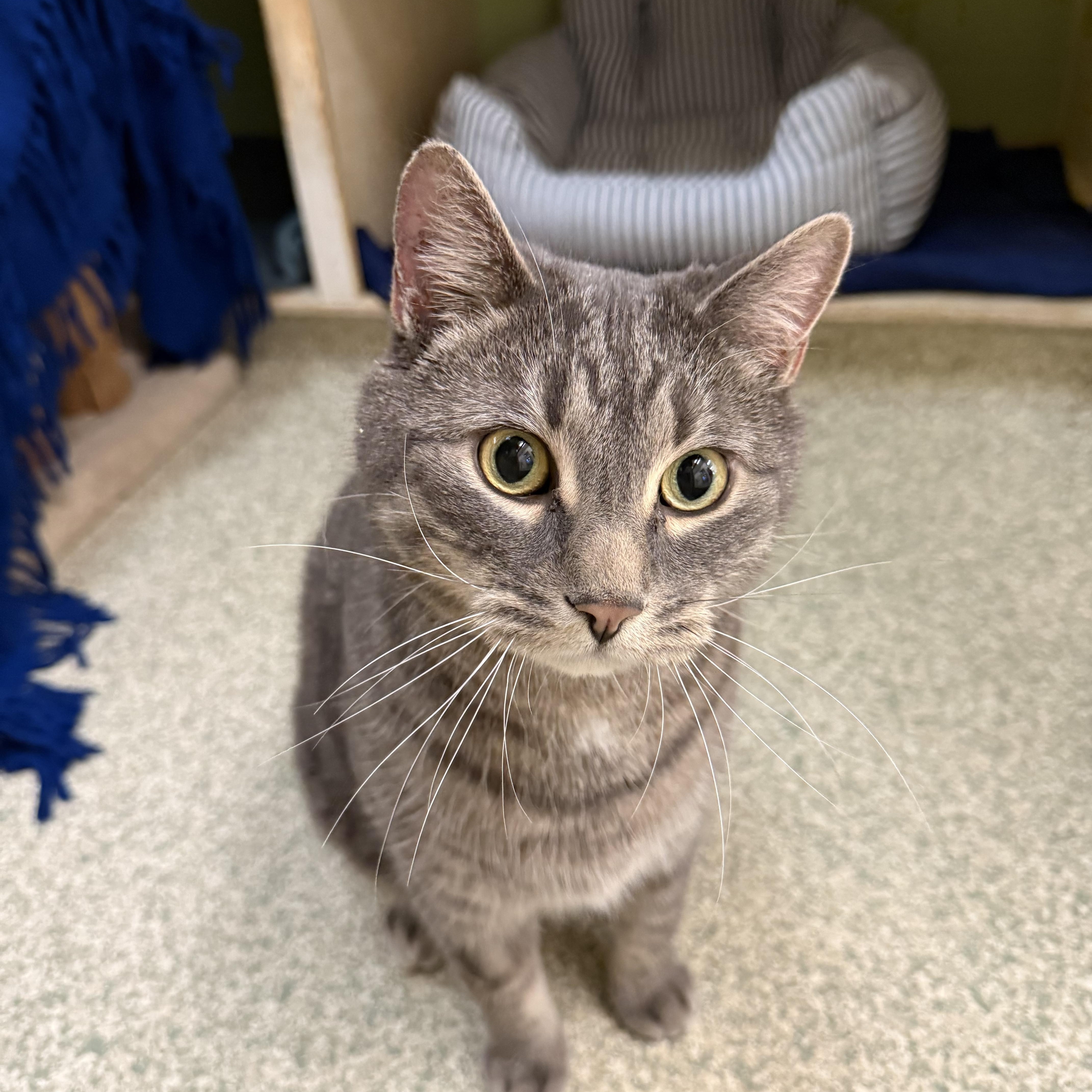Milo, adoptable, Adult Male Domestic Short Hair.