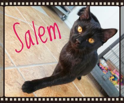 Salem, a ADOPTABLE Domestic Short Hair in Deming, NM image 2/2