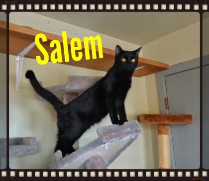 Salem, ADOPTABLE, Adult Male Domestic Short Hair.