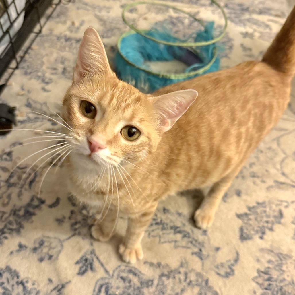 Enlarge Mira, a Adoptable American Shorthair in Calimesa, CA image 2/2