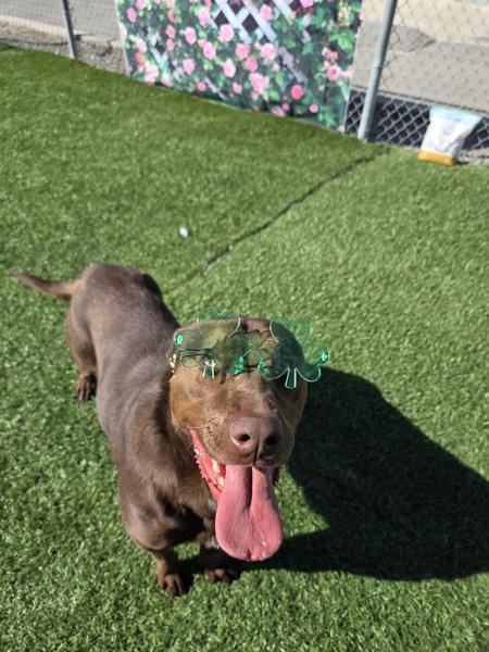 Enlarge Koda, a Adoptable mixed breed in Hollister, CA image 1/6