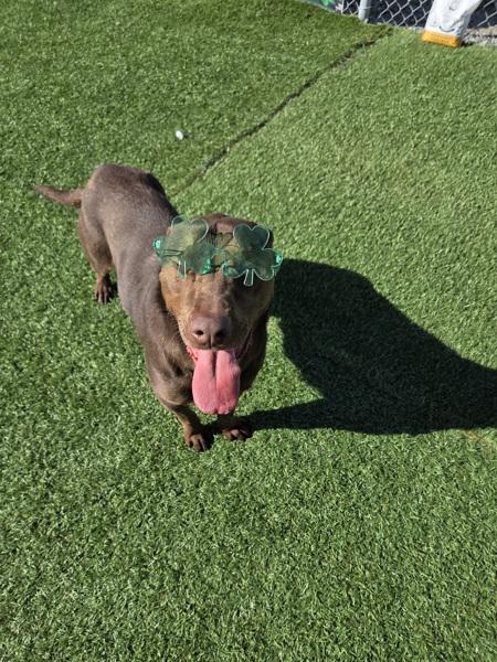 Enlarge Koda, a Adoptable mixed breed in Hollister, CA image 2/6