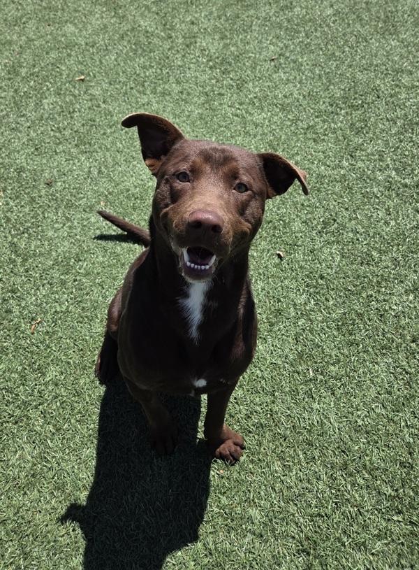 Enlarge Koda, a Adoptable mixed breed in Hollister, CA image 3/6