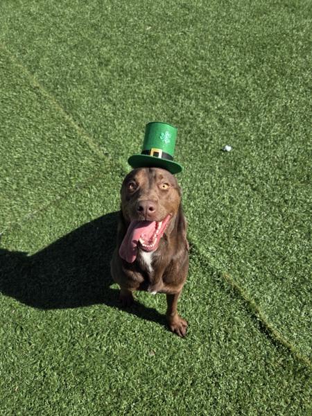 Enlarge Koda, a Adoptable mixed breed in Hollister, CA image 4/6