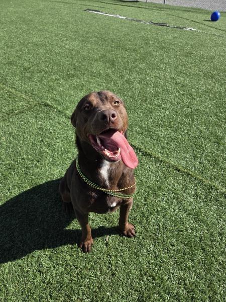 Enlarge Koda, a Adoptable mixed breed in Hollister, CA image 5/6