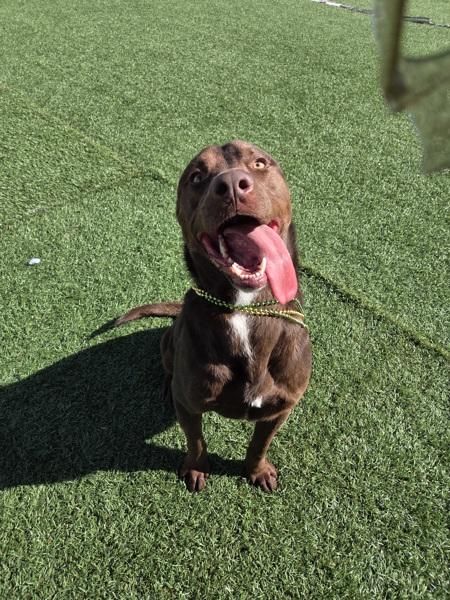 Enlarge Koda, a Adoptable mixed breed in Hollister, CA image 6/6