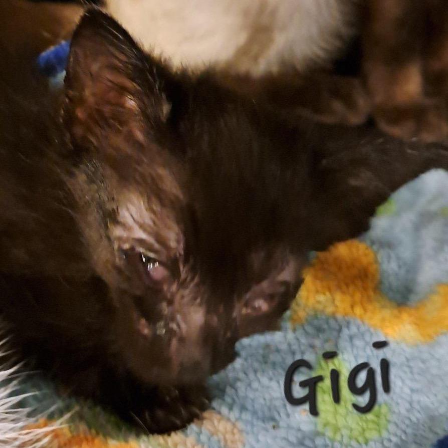 Enlarge Gigi, a Adoptable Siamese in Green Forest, AR image 1/1