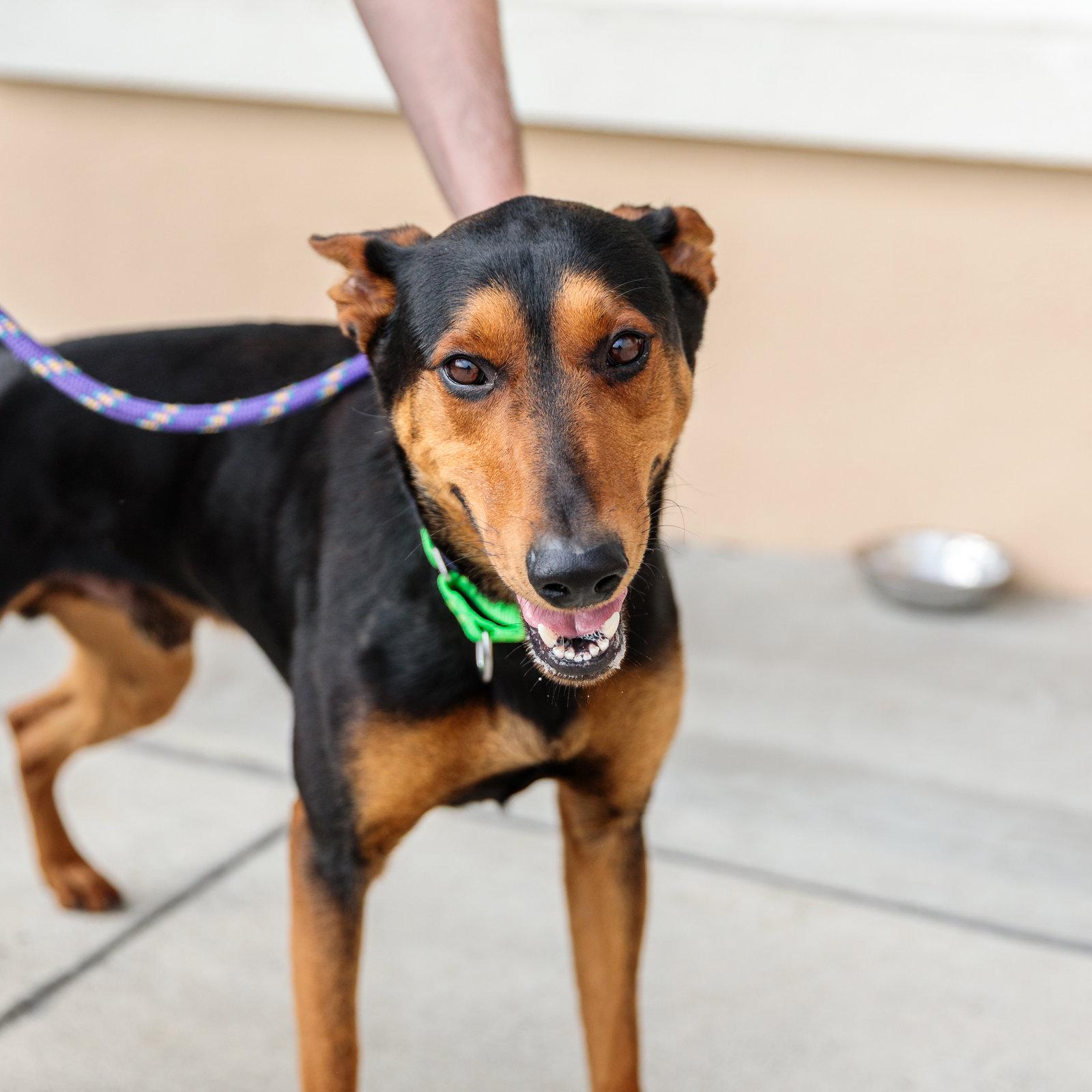 Enlarge Che, a Adopted mixed breed in Oakland, CA image 1/2