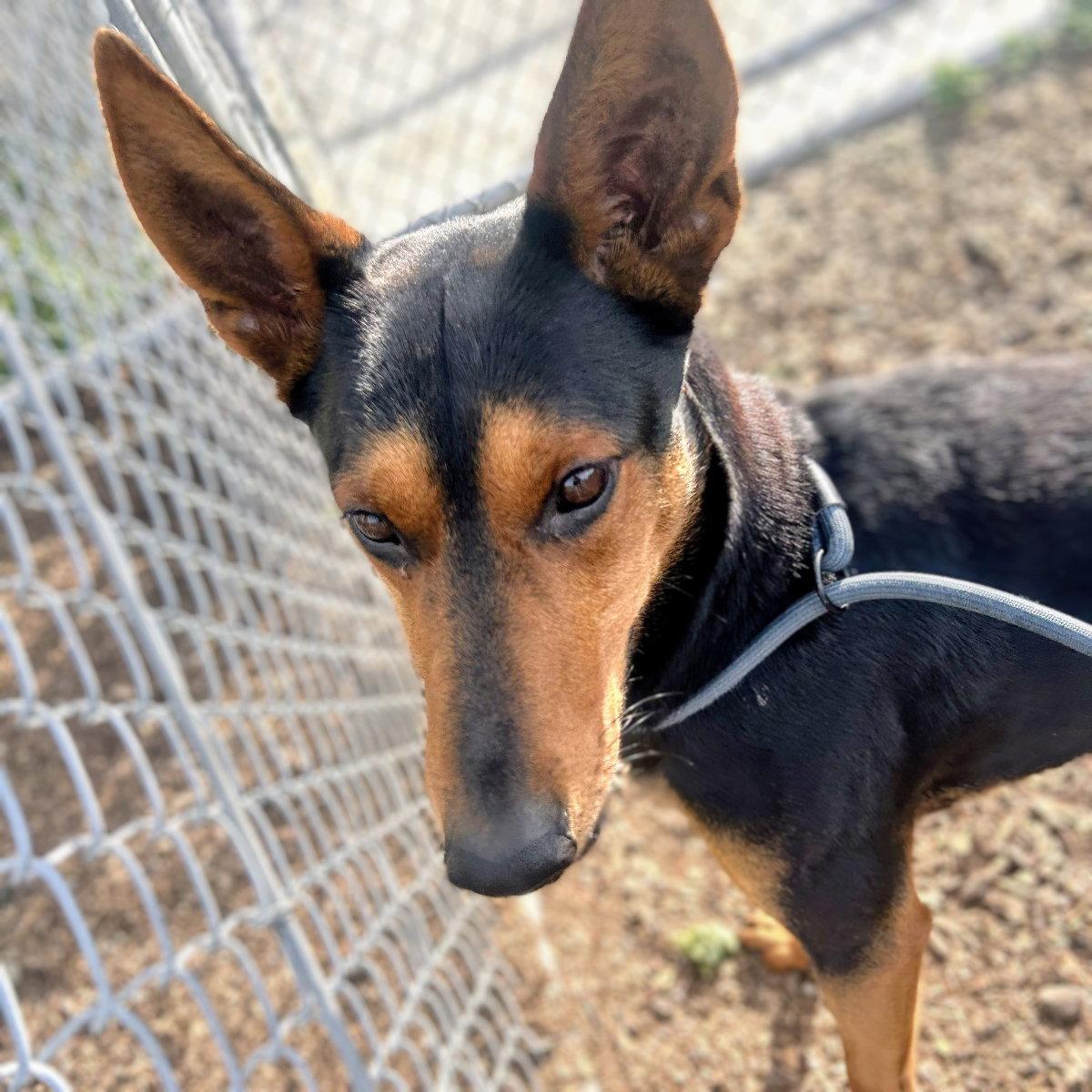 Enlarge Che, a Adopted mixed breed in Oakland, CA image 2/2