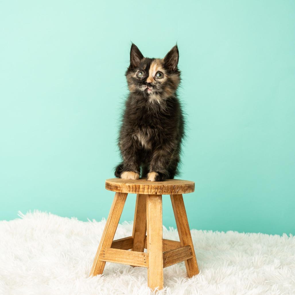 Tequila Sunrise, Adoptable, Kitten Female Domestic Medium Hair.