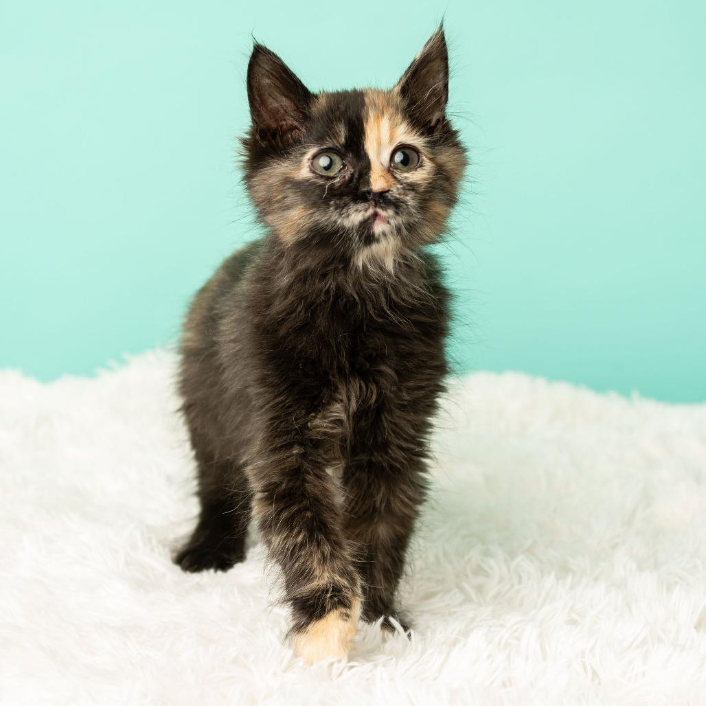 Enlarge Tequila Sunrise, a Adoptable Domestic Medium Hair in St. Paul, MN image 2/6