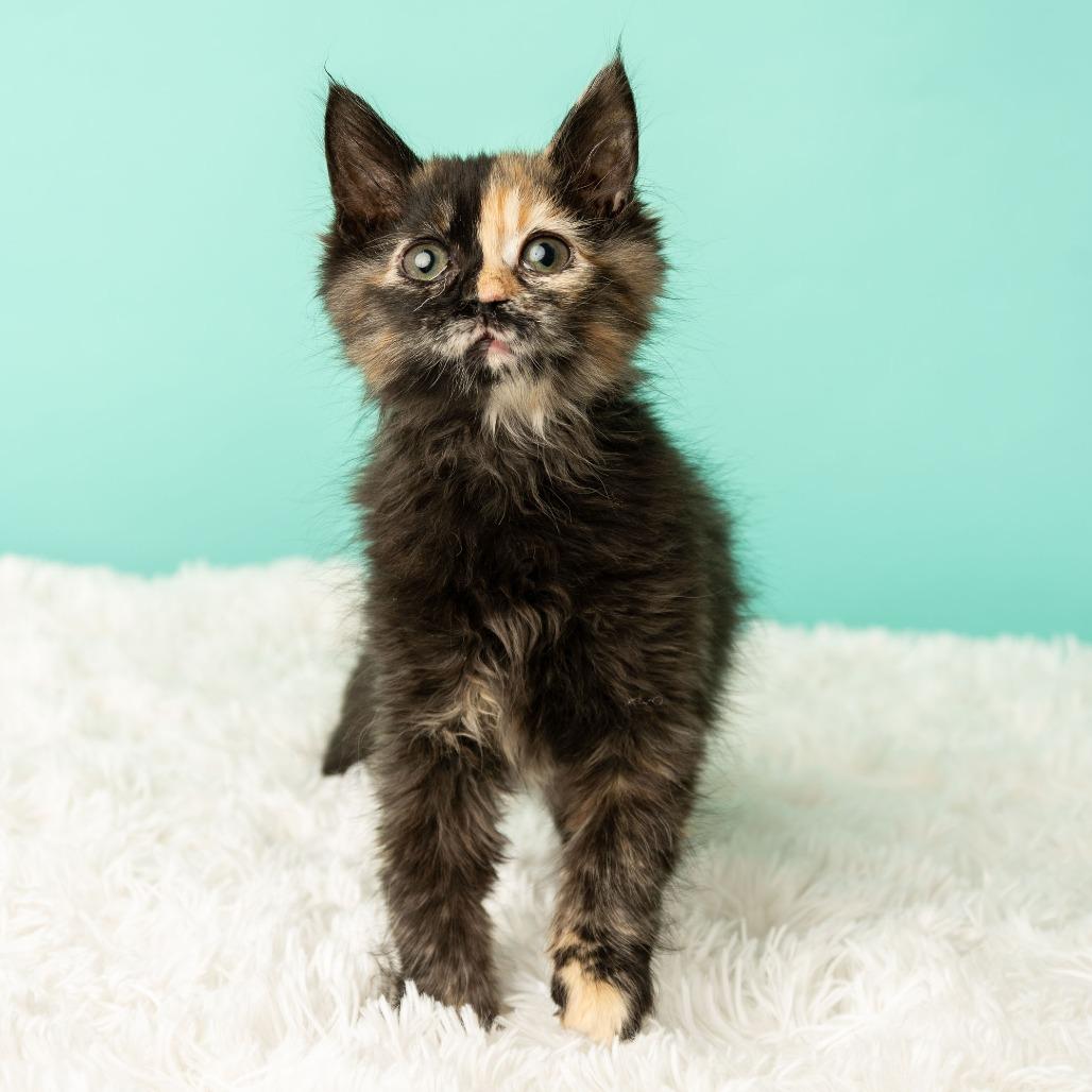 Enlarge Tequila Sunrise, a Adoptable Domestic Medium Hair in St. Paul, MN image 3/6