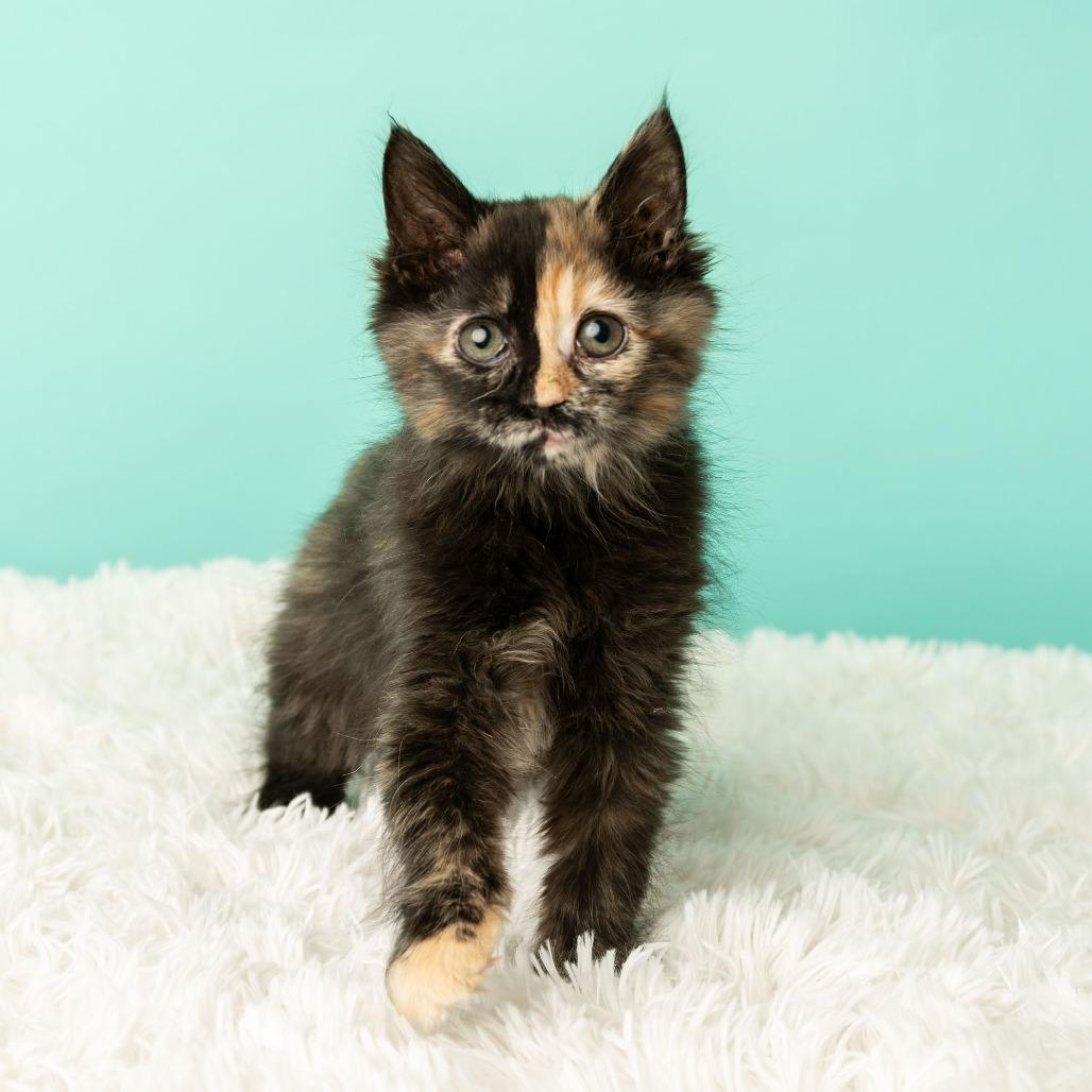 Enlarge Tequila Sunrise, a Adoptable Domestic Medium Hair in St. Paul, MN image 4/6