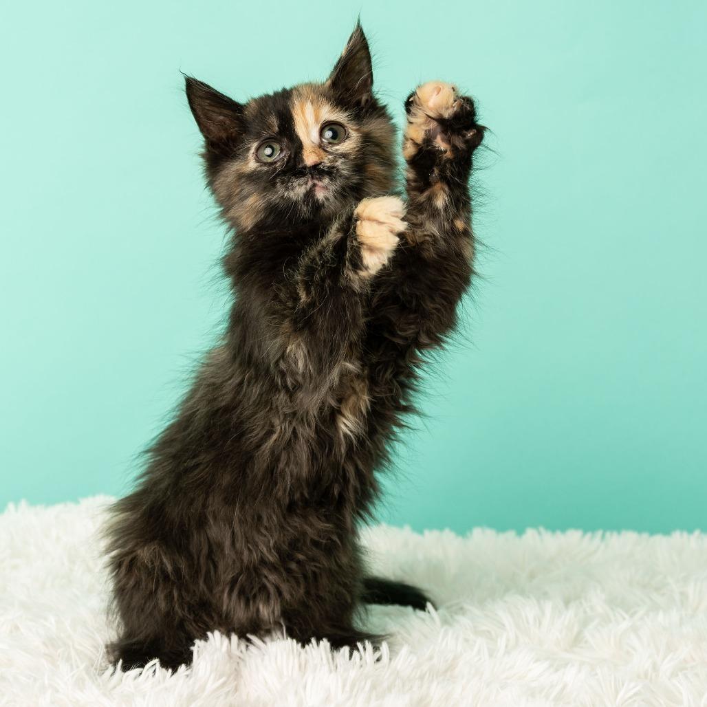 Enlarge Tequila Sunrise, a Adoptable Domestic Medium Hair in St. Paul, MN image 5/6